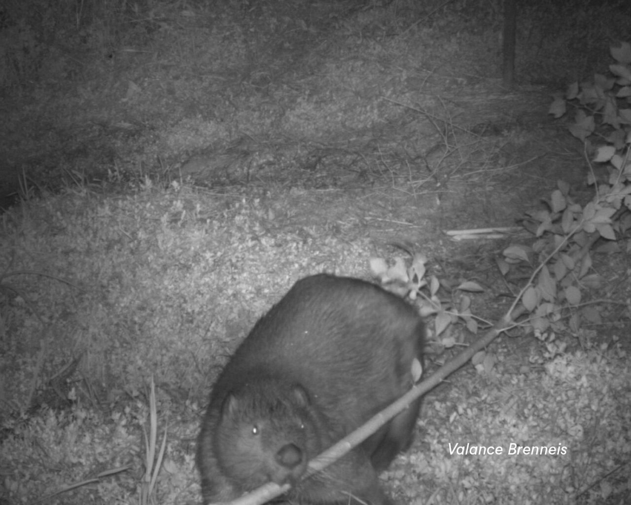 Beaver10crop PCC Val Brenneis Cr JPG