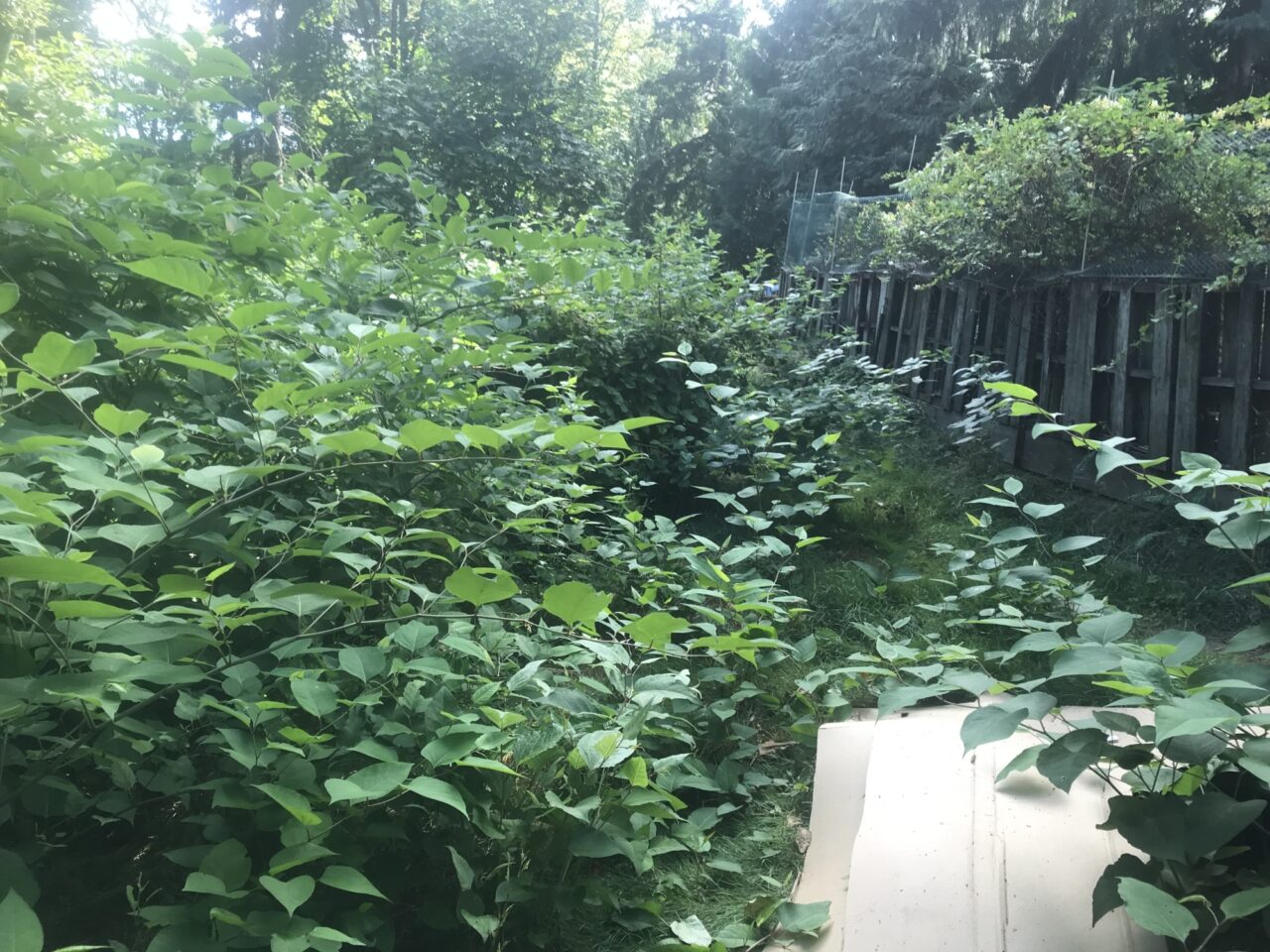 Knotweed Infestation02 Before TSWCD
